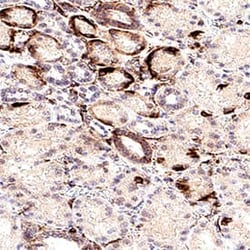 R&D Systems™ Mouse/Rabbit VisUCyte HRP Polymer-DAB Staining Kit