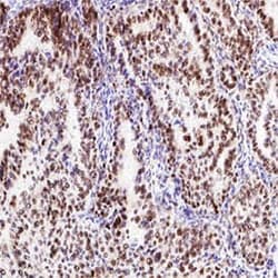 R D Systems Rabbit VisUCyte HRP Polymer-DAB Cell Tissue Staining Kit 50 tests | Buy Online | R&amp;D Systems&trade; | Fisher Scientific