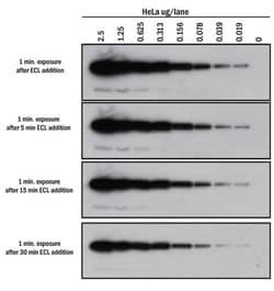 R&D Systems™ VisULite ECL Western Blotting Substrate