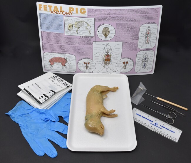 Gambar Ranaco Ranaco Pig Anatomy Kit Pig, Tray, Gloves , Aprons, Bag, Scissors, Pins ...