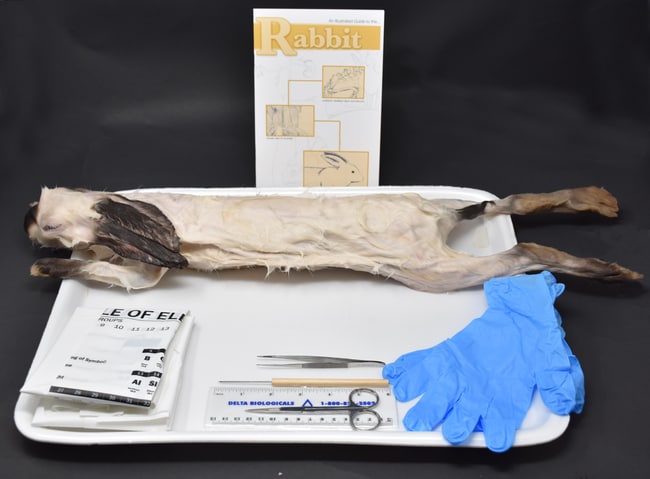 RanacoRabbit Anatomy Kit Rabbit, Tray, Gloves , Aprons, Bag, Scissors ...