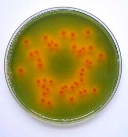 Scharlab Chapman TTC Agar (Tergitol 7 Agar) 500 g | Buy Online | Scharlab | Fisher Scientific