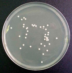 Scharlab Maltextraktagar N 1 Maltextraktagar; Form: Fast | Buy Online | Scharlab | Fisher Scientific