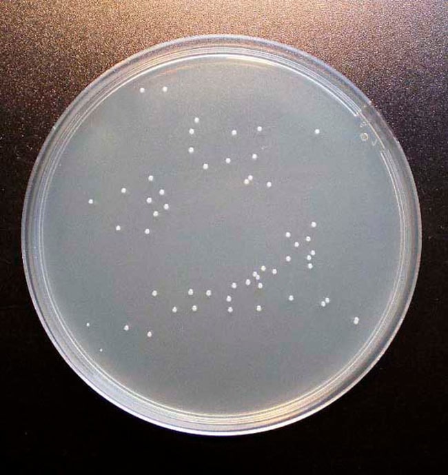 Scharlab Nutrient Agar Nutrient Agar; Form Solid Dehydrated