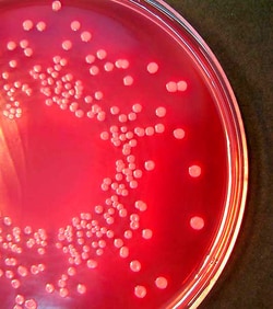 Scharlab Violettröd galldextrosagar (VRBD A.) Violett röd galla dextrosagar; Form: Fast | Buy Online | Scharlab | Fisher Scientific