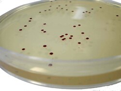 Scharlab Slanetz Bartley Agar Base Slanetz Bartley Agar Base; Form: Fast | Buy Online | Scharlab | Fisher Scientific