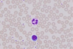 Sigma-Aldrich Giemsa Stain, Modified