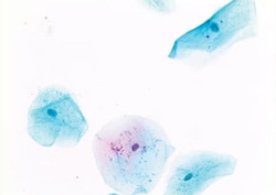 Sigma-Aldrich Papanicolaou Stain EA 50