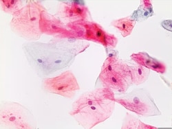 Sigma-Aldrich Papanicolaou Stain, Modified EA 65