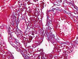 Sigma-Aldrich&nbsp;Trichrome Stain AB Solution