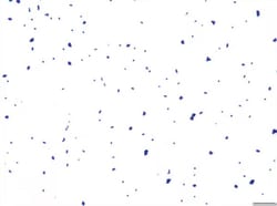 Sigma-Aldrich Decolorizer Solution