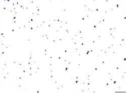 Sigma-Aldrich Gram Stain Kit For Films