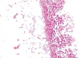 Sigma-Aldrich Crystal Violet Solution for Gram Stain Procedure No. HT91