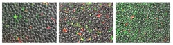 SouthernBiotech&trade;&nbsp;Aposcreen&trade; Annexin V-FITC