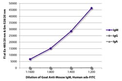 Southern Biotechnology Associates&nbsp;IgM Goat anti-Mouse, Human ads, FITC, Polyclonal, Southern Biotech&trade;