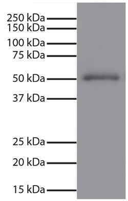 IgG Goat anti-Mouse, Human ads, HRP, Polyclonal, Southern Biotech&trade;