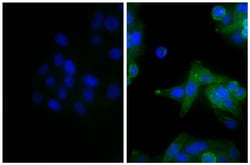 Southern Biotechnology Associates&nbsp;IgG(H+L) Goat anti-Mouse, Human ads, AF 488, Polyclonal, Southern Biotech&trade;