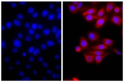 Southern Biotechnology Associates&nbsp;IgG(H+L) Goat anti-Mouse, Texas Red, Polyclonal, Southern Biotech&trade;