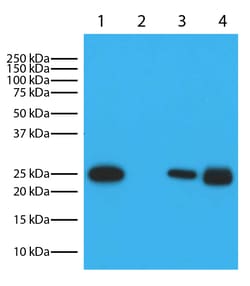 Kappa Goat anti-Mouse, HRP, Polyclonal, Southern Biotech Horseradish Peroxidase,