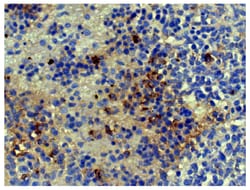 Kappa Goat anti-Mouse, HRP, Polyclonal, Southern Biotech Horseradish Peroxidase,