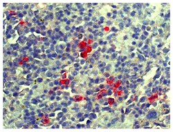 Southern Biotechnology Associates&nbsp;Lambda Goat anti-Mouse, Unconjugated, Polyclonal, Southern Biotech&trade;