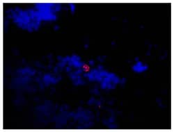 Southern Biotechnology Associates&nbsp;Lambda Goat anti-Mouse, TRITC (Rhodamine), Polyclonal, Southern Biotech&trade;