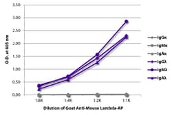 Southern Biotechnology Associates&nbsp;Lambda Goat anti-Mouse, AP, Polyclonal, Southern Biotech&trade;