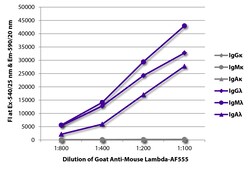 Southern Biotechnology Associates&nbsp;Lambda Goat anti-Mouse, AF 555, Polyclonal, Southern Biotech&trade;