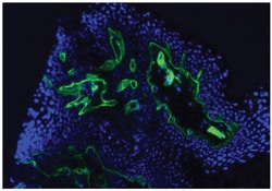 IgG1 Goat anti-Mouse, Human ads, AF 488, Polyclonal, Southern Biotech 1.0 mg | Buy Online | Southern Biotechnology Associates | Fisher Scientific