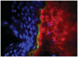 IgG1 Goat anti-Mouse, Human ads, AF 488, Polyclonal, Southern Biotech 1.0 mg | Buy Online | Southern Biotechnology Associates | Fisher Scientific