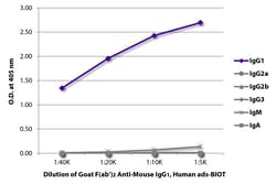 Southern Biotechnology Associates&nbsp;IgG1 Goat F(ab')2 anti-Mouse, Human ads, Biotin, Polyclonal, Southern Biotech&trade;