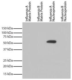 Influenza A, Nucleoprotein Mouse anti-Viral, Unconjugated, Clone: FluA-NP