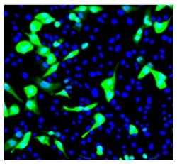 Influenza A, Nucleoprotein Mouse anti-Viral, Unconjugated, Clone: FluA-NP