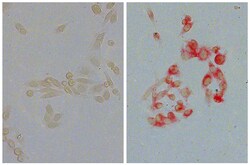 IgG2a Goat anti-Mouse, Human ads, AP, Polyclonal, Southern Biotech 1.0 mL | Buy Online | Southern Biotechnology Associates | Fisher Scientific