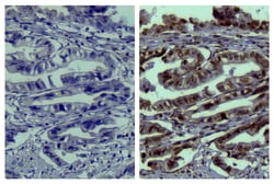 IgG2a Goat anti-Mouse, Human ads, HRP, Polyclonal, Southern Biotech&trade;