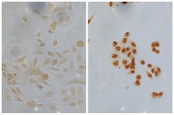 IgG2b Goat anti-Mouse, Human ads, HRP, Polyclonal, Southern Biotech Horseradish