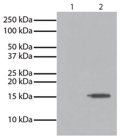 IgG2b Goat anti-Mouse, Human ads, HRP, Polyclonal, Southern Biotech Horseradish