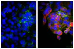 Southern Biotechnology Associates&nbsp;IgG2b Goat F(ab')2 anti-Mouse, Human ads, Biotin, Polyclonal, Southern Biotech&trade;