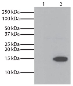 IgG2b Goat anti-Mouse, Human/Bovine/Horse SP ads, HRP, Polyclonal, Southern Biotech 1.0 mL | Buy Online | Southern Biotechnology Associates | Fisher Scientific