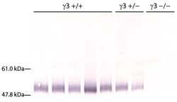 Southern Biotechnology Associates&nbsp;IgG3 Goat anti-Mouse, Human ads, AP, Polyclonal, Southern Biotech&trade;