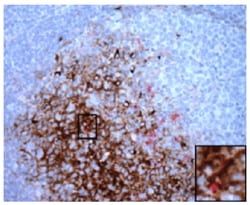 Southern Biotechnology Associates&nbsp;IgM Rat anti-Mouse, HRP, Clone: SB73a, Southern Biotech&trade;