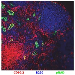 CD90.2 Rat anti-Mouse, R-PE, Clone: 30-H12, Southern Biotech:Antibodies:Primary