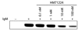 Southern Biotechnology Associates&nbsp;IgM Goat F(ab')2 anti-Human, Unconjugated, Polyclonal, Southern Biotech&trade;