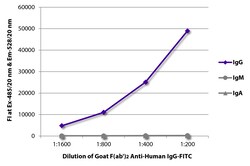 Southern Biotechnology Associates&nbsp;IgG Goat F(ab')2 anti-Human, FITC, Polyclonal, Southern Biotech&trade;