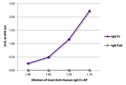 Southern Biotechnology Associates&nbsp;IgG Fc Goat anti-Human, AP, Polyclonal, Southern Biotech&trade;