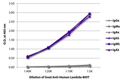 Southern Biotechnology Associates&nbsp;Lambda Goat anti-Human, Biotin, Polyclonal, Southern Biotech&trade;