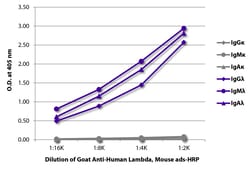 Southern Biotechnology Associates&nbsp;Lambda Goat anti-Human, HRP, Polyclonal, Southern Biotech&trade;