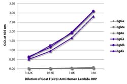 Southern Biotechnology Associates&nbsp;Lambda Goat F(ab')2 anti-Human, HRP, Polyclonal, Southern Biotech&trade;