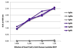 Southern Biotechnology Associates&nbsp;Lambda Goat F(ab')2 anti-Human, Biotin, Polyclonal, Southern Biotech&trade;
