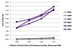 Southern Biotechnology Associates&nbsp;Lambda Goat F(ab')2 anti-Human, Mouse ads, HRP, Polyclonal, Southern Biotech&trade;